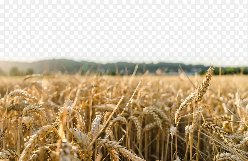 金秋大丰收麦子成熟