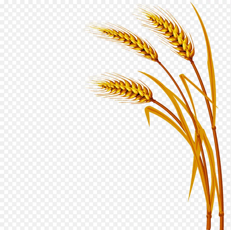 秋收的小麦10