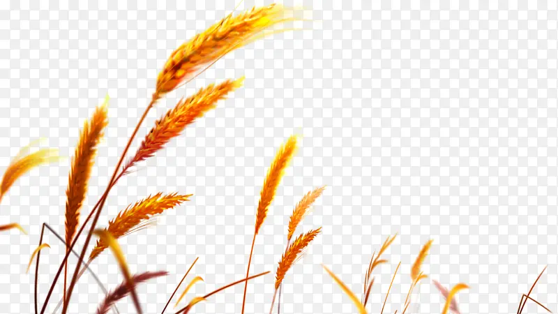 秋收的小麦11