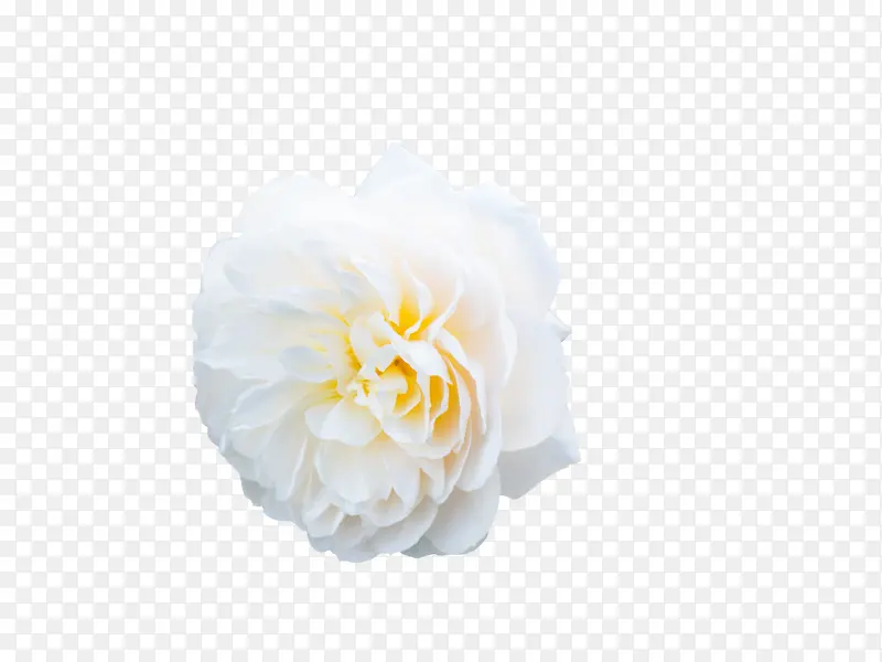 白色的花朵朵