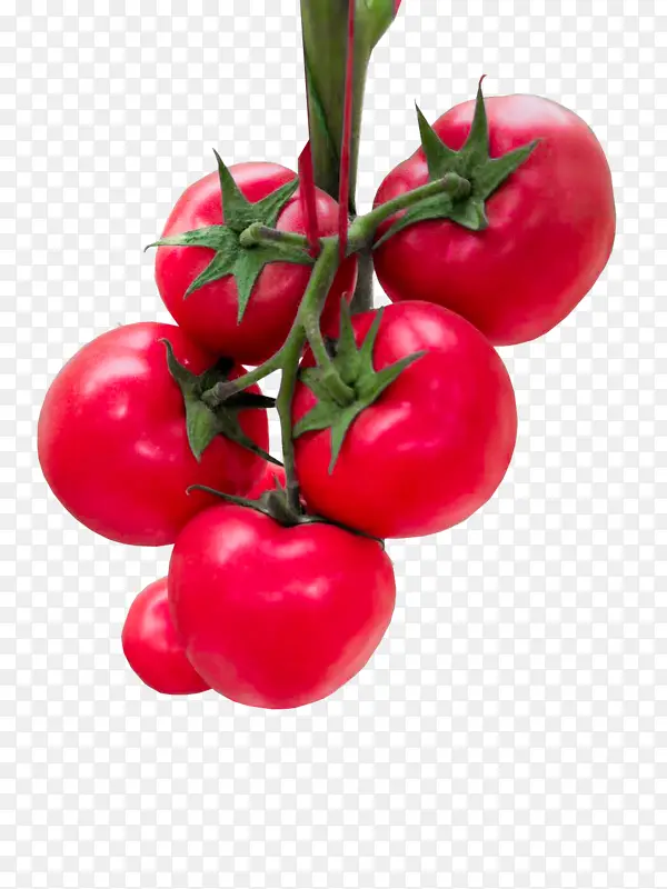 高清番茄水果
