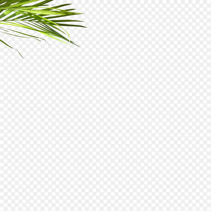 叶子透明绿色植物绿叶
