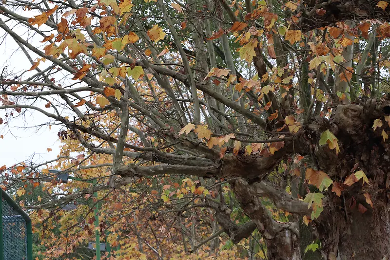 深秋时节的梧桐树