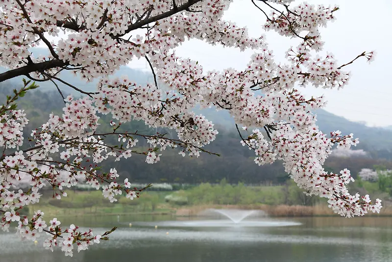 湖边樱花盛开
