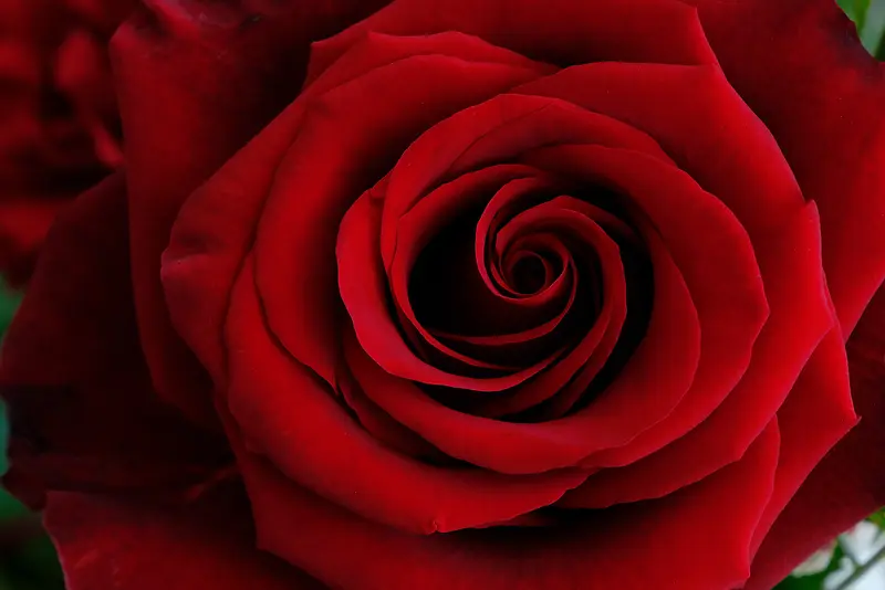 红色玫瑰高清大图