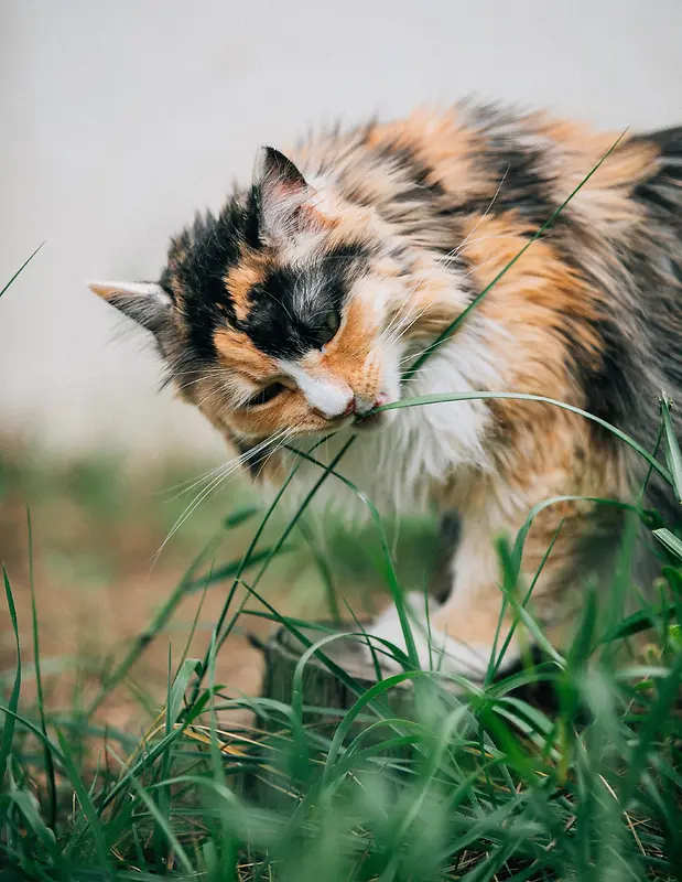 吃草的小猫咪