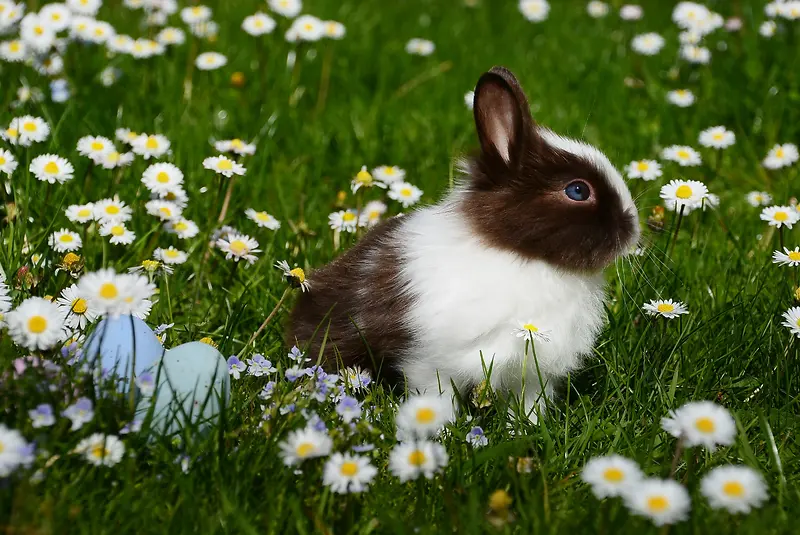 在草丛中的小兔子