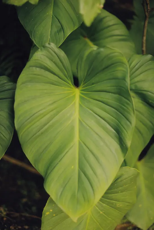 植物风格背景