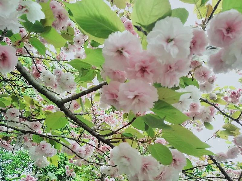 晴天枝头樱花，仰视