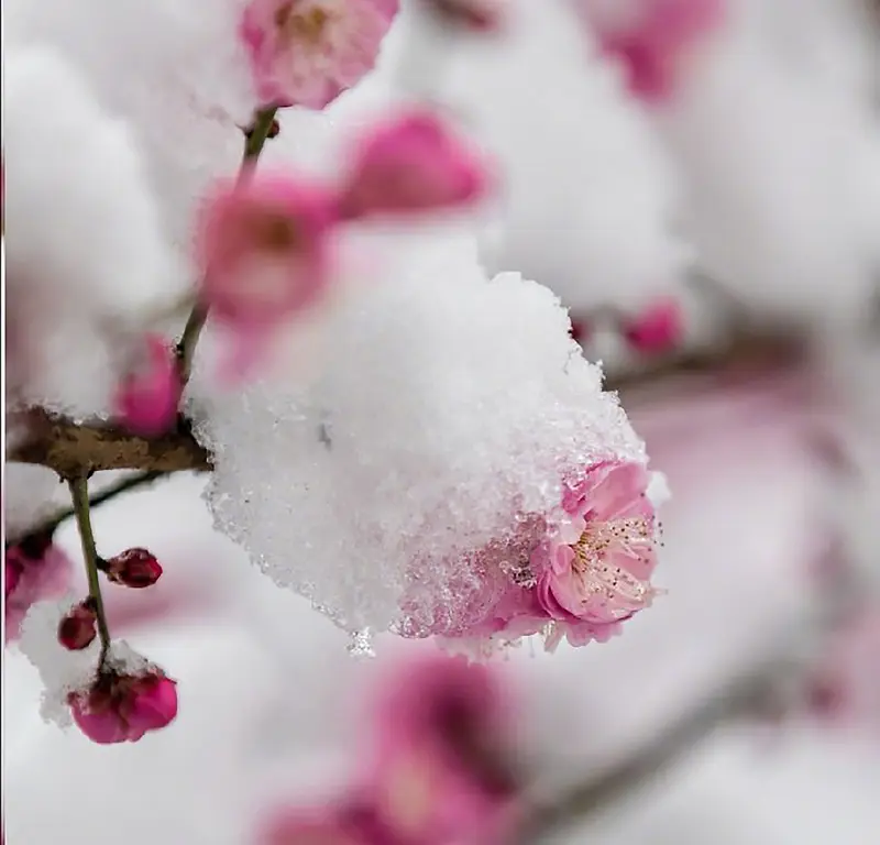 美景之冬雪照梅背景图片素材下载_图片编号qpkvajlk-免抠素材网