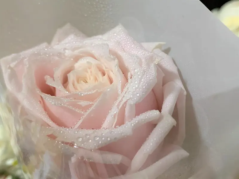 玫瑰淡粉色背景图