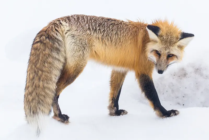 雪地里的狐狸