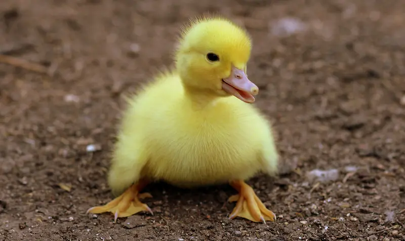 可爱的小黄鸭子