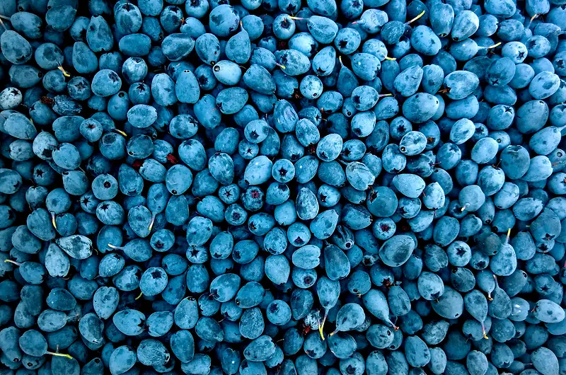 成片的蓝莓素材