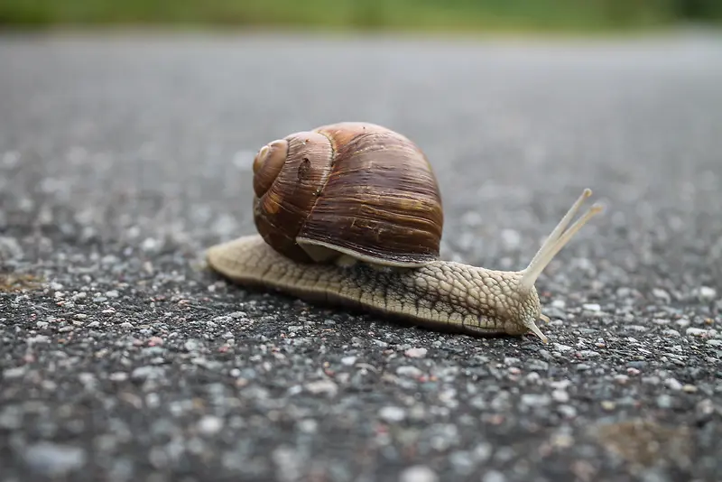 马路上的小蜗牛