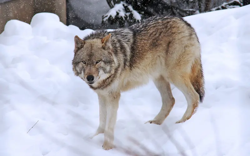 雪地上孤独的狼