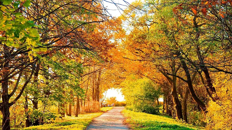 秋天的金色大道