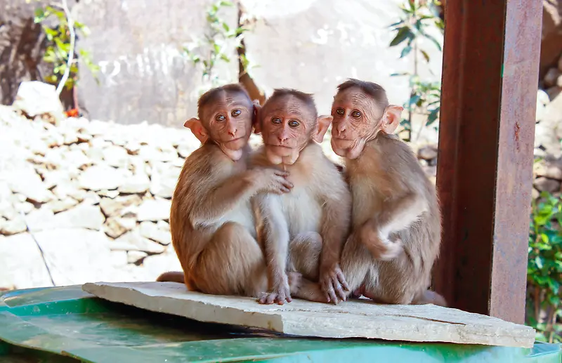 三只可爱的猴子