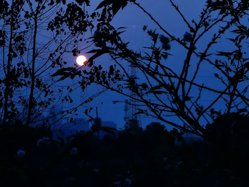 月上树梢 落日余晖