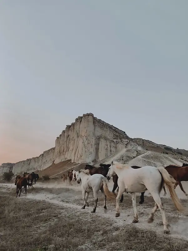 唯美的群马背景