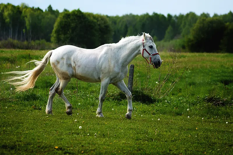 自然景色 白马