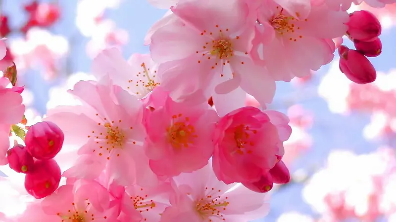 粉红色的桃花朵朵开