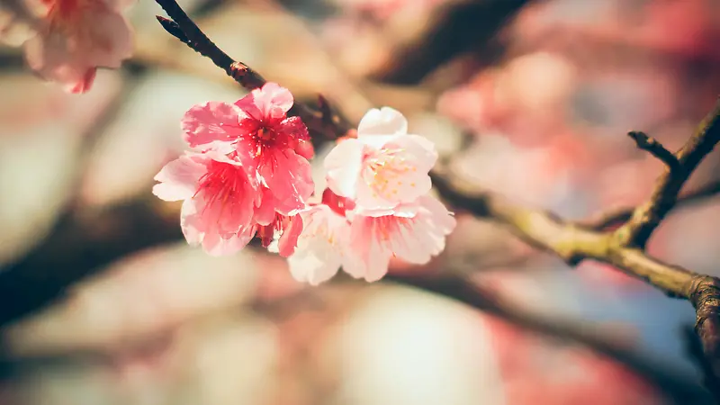 粉红色桃花的美丽