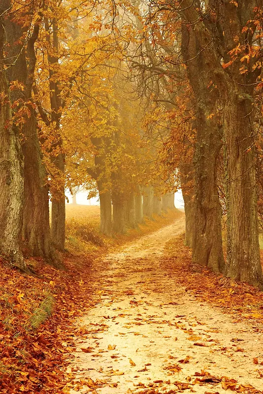唯美的秋天小道