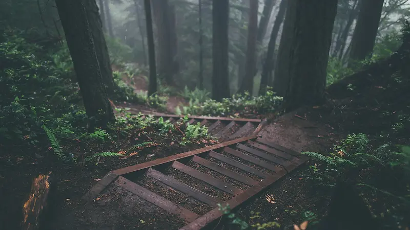森林里的台阶