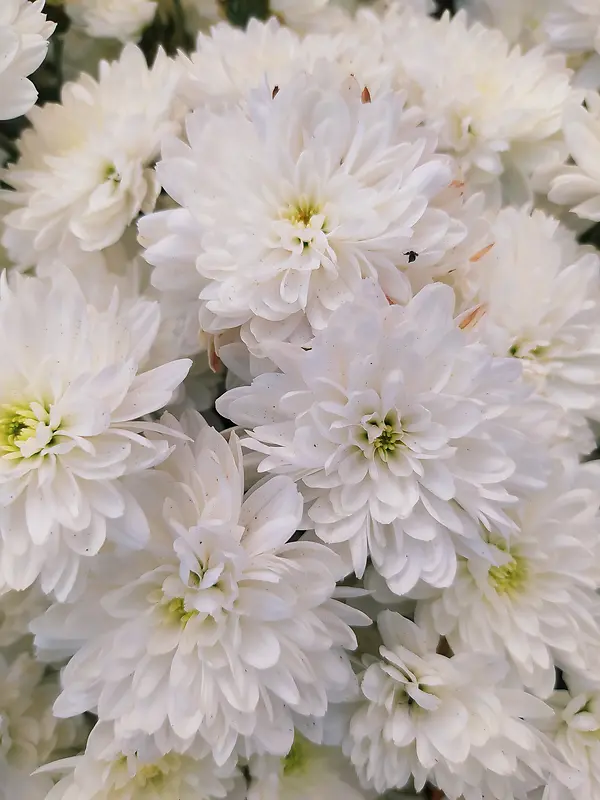 正面的大白菊花