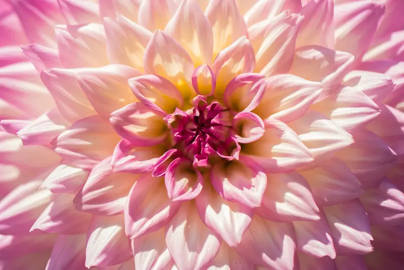 盛开的粉色菊花