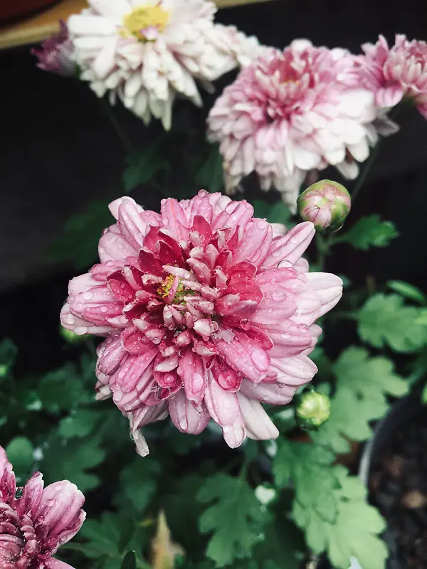 菊花  重阳  景色  花朵