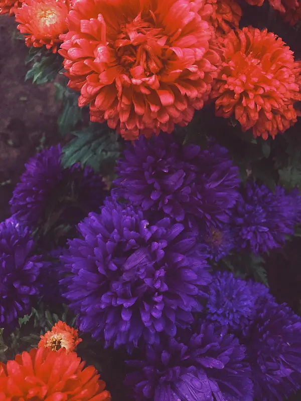 红紫的两簇大菊花
