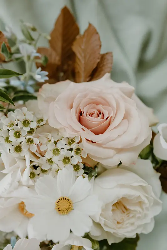 盛开的白牡丹  礼花