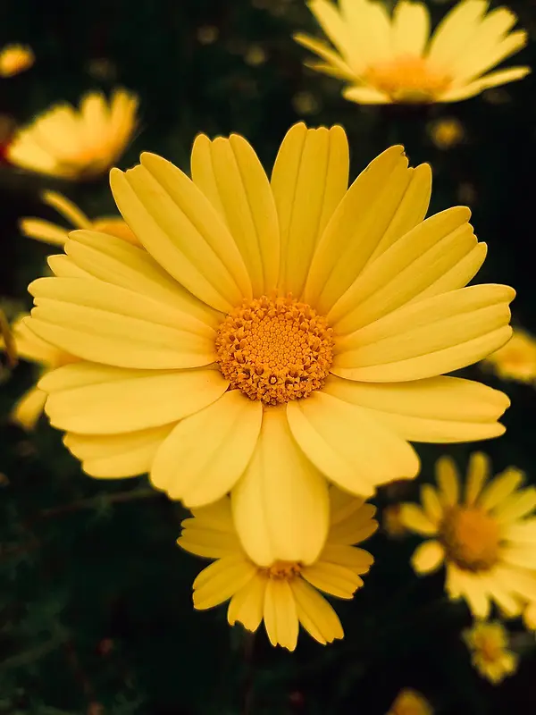 正面向上的菊花特写