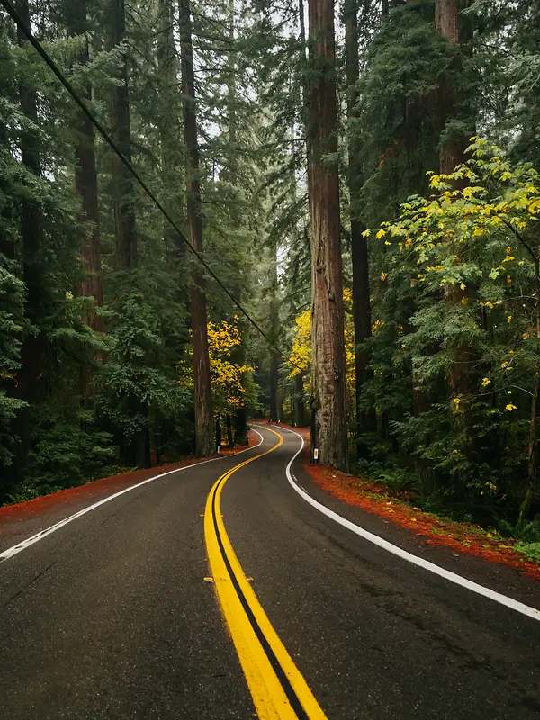 森林公路摄影背景