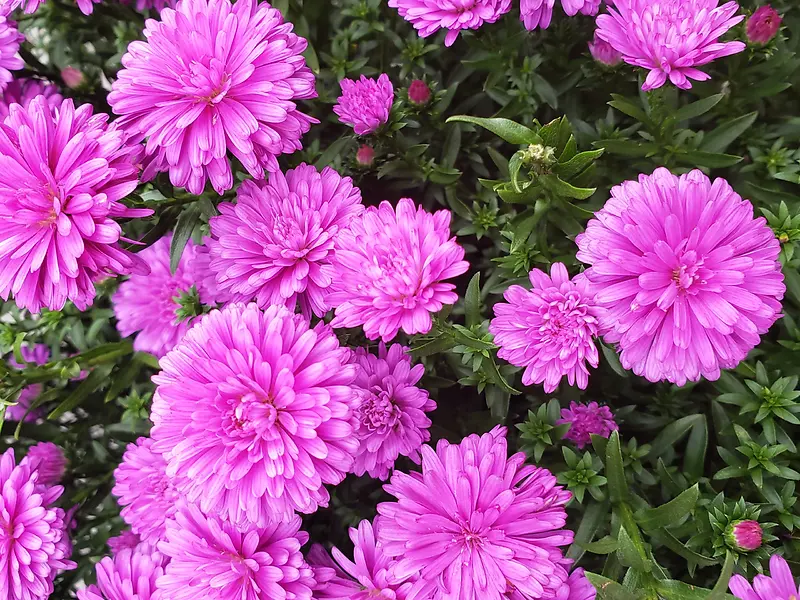 紫红色的大片菊花