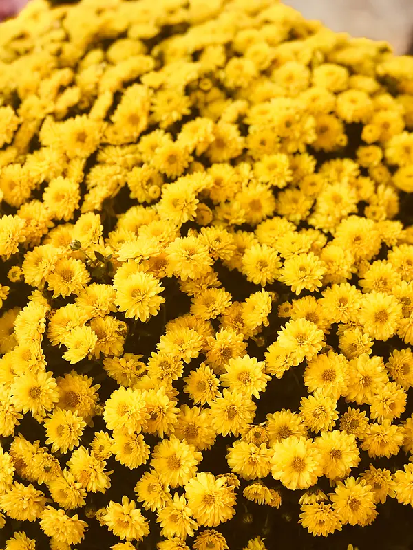 黄色的花海菊花