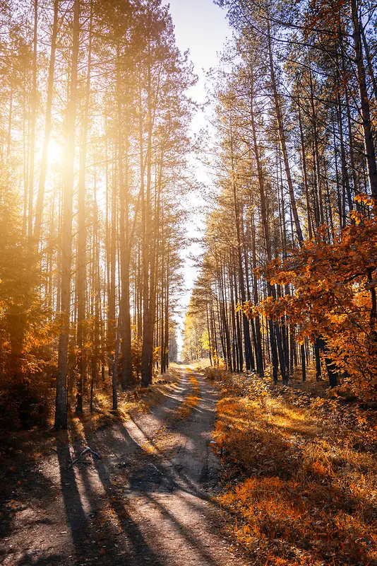 秋天阳光森林