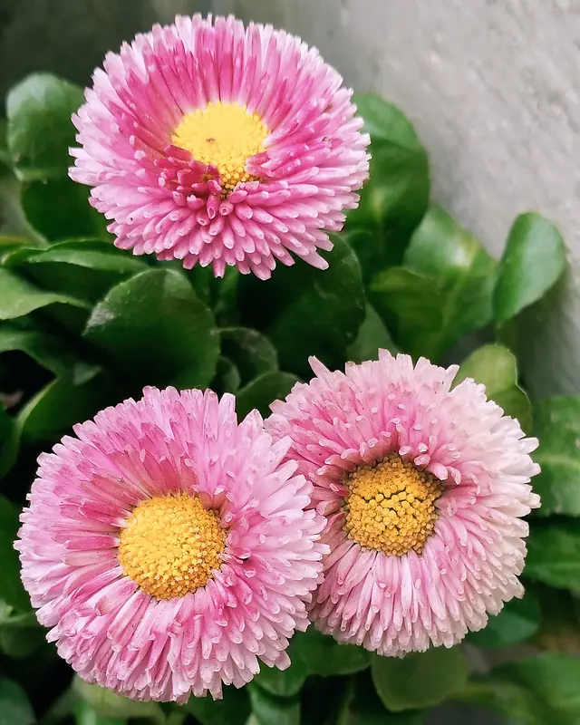 粉色的三朵大菊花