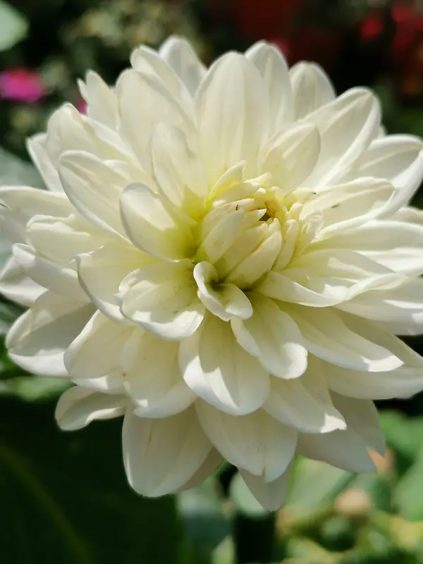一朵超大的白色菊花