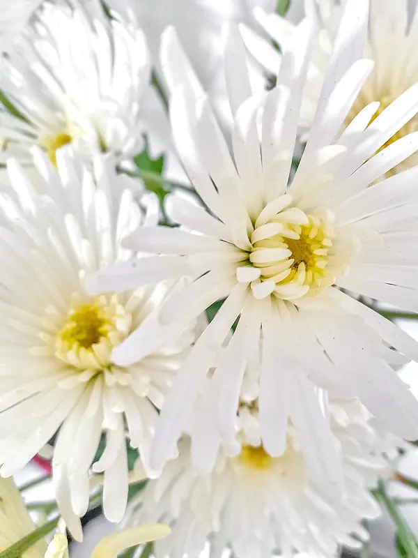 白雏菊菊花的展示
