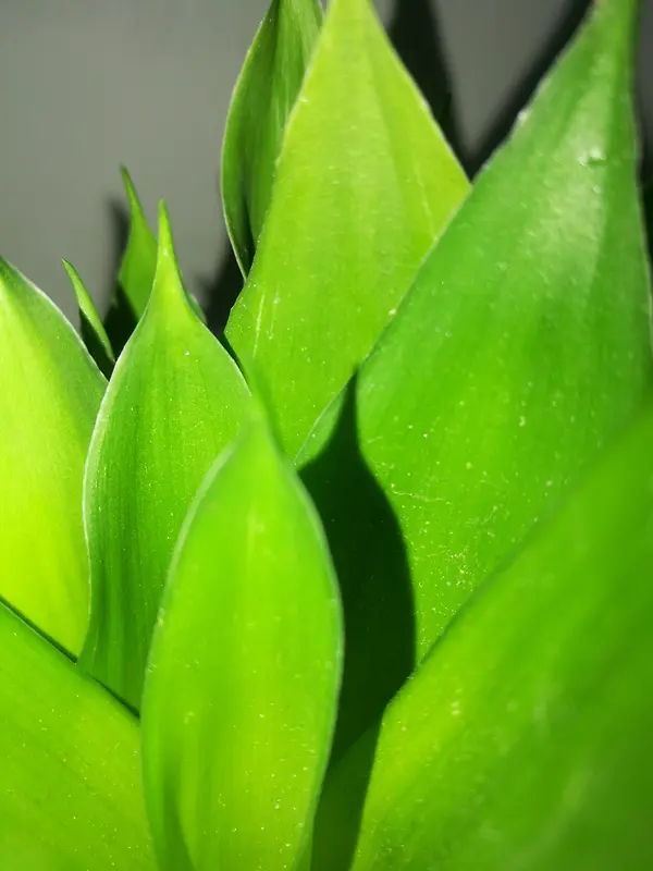 背景  植物  绿色自然 叶子