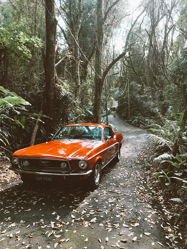 在树林里的橘色汽车