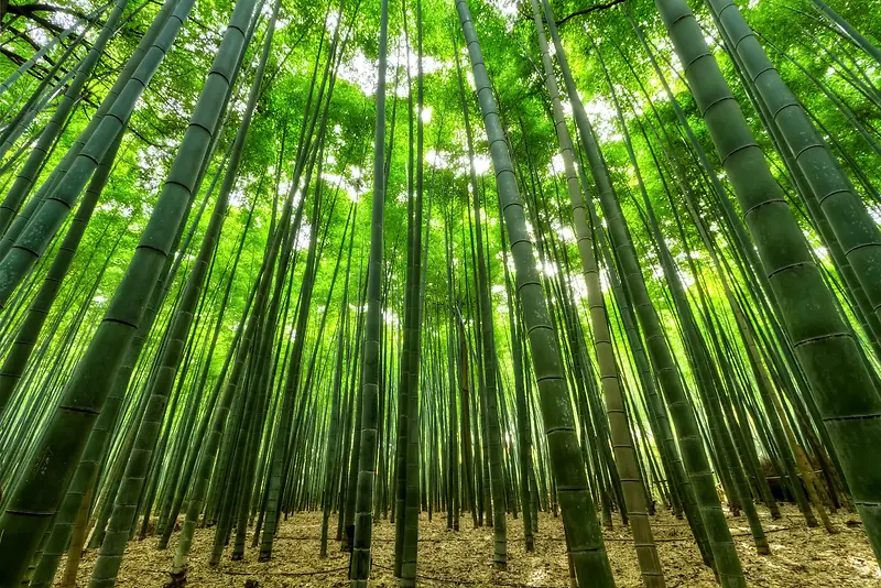 竹林，背景，竹子，竹