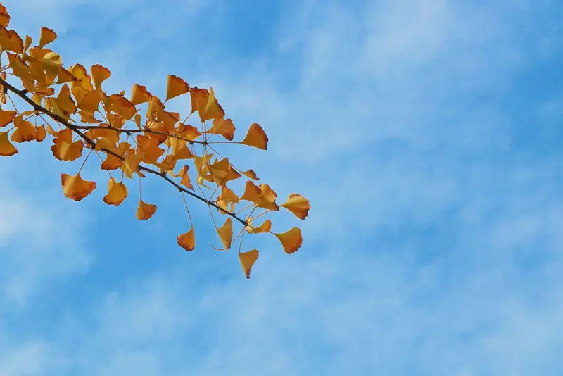 秋色银杏背景图