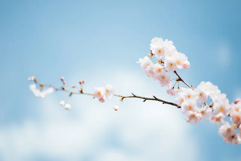 蓝色天空的樱花桃花