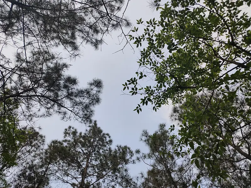 树影天空背景