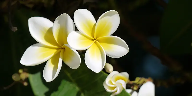 白色带黄的花朵
