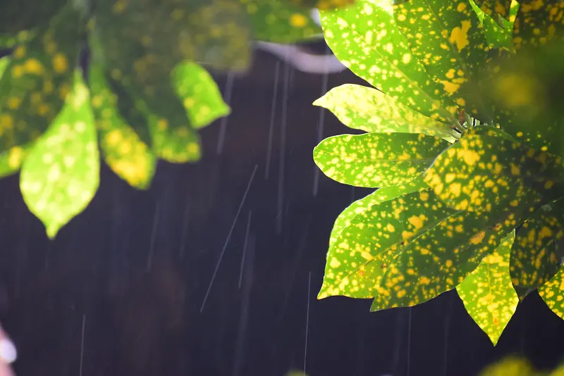 毛毛细雨 霉雨漫天